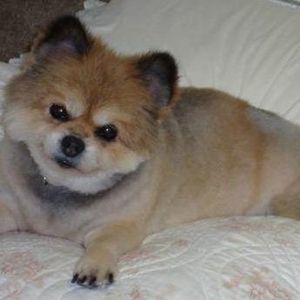 Meet your Posher, Barb